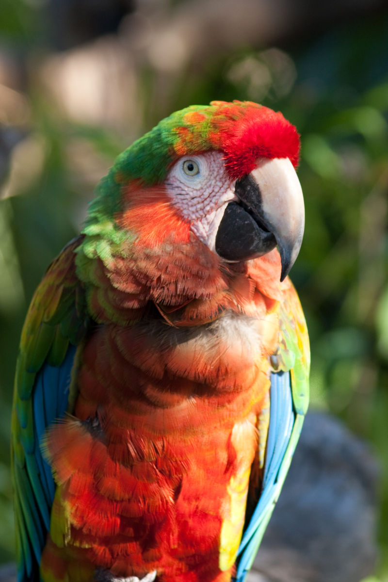 A Scarlet Macaw posing at Xel-ha Park in Mexico.