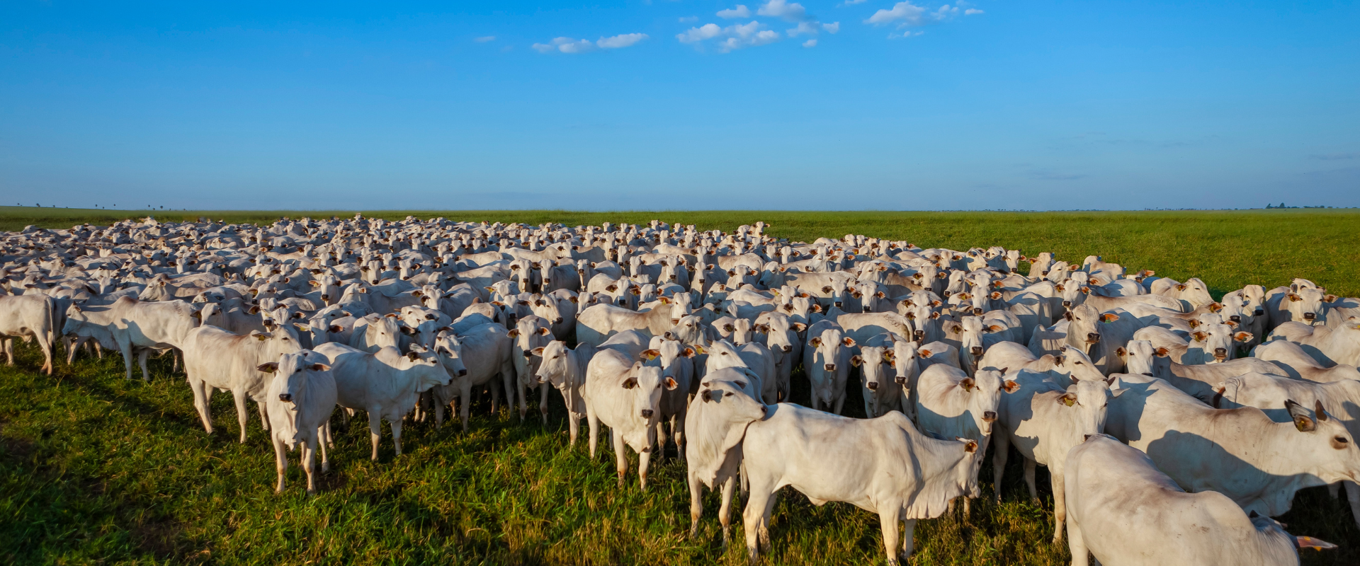 Design sem nome (13)